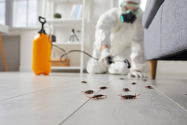 Affordable Ant Control solutions in Ina, IL